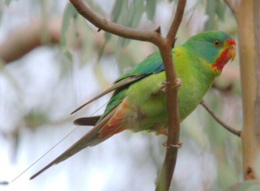swift parrot perching on branch with radio transmitter on back
