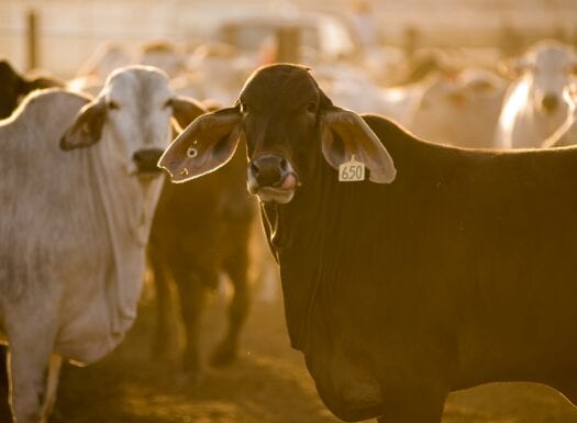 brahman cattle in feedlot