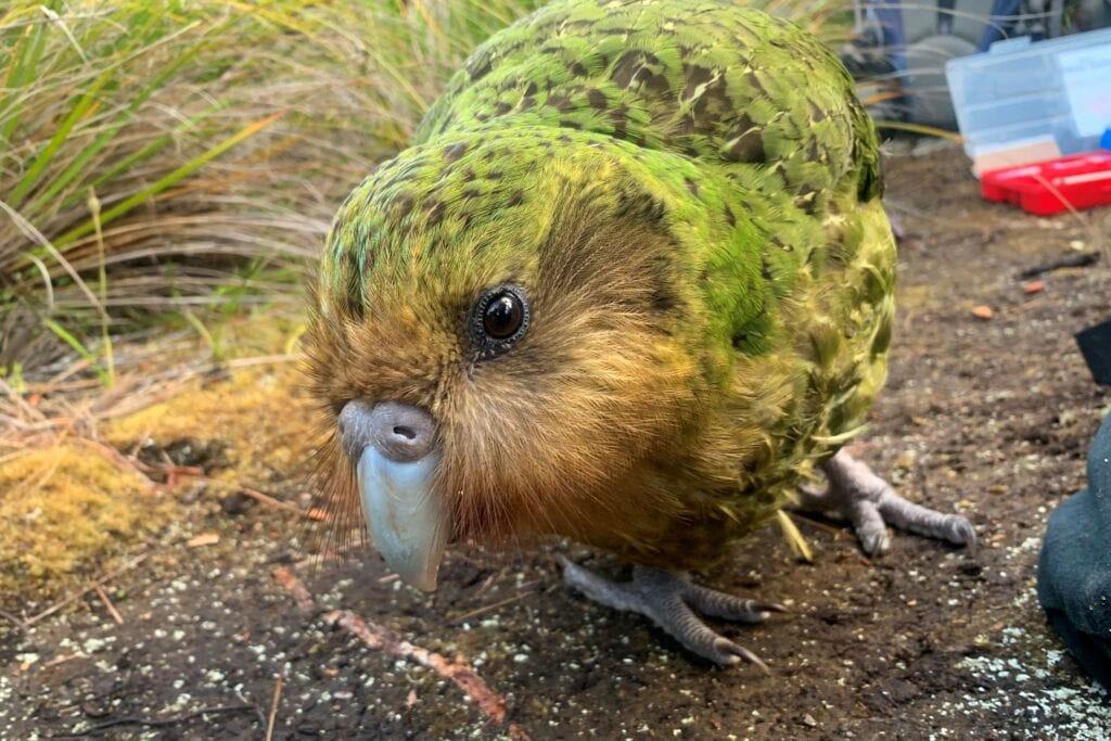 Sinbad kakapo on Whenua Hou - credit Andrew Digby