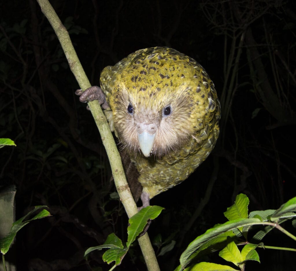 a kakapo bird holding onto a branch while looking at the camera