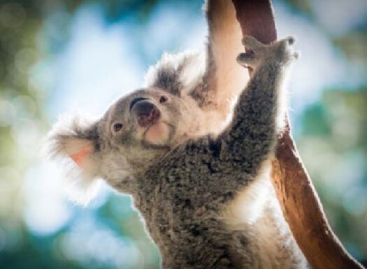 a koala holding a branch looking up at the sky