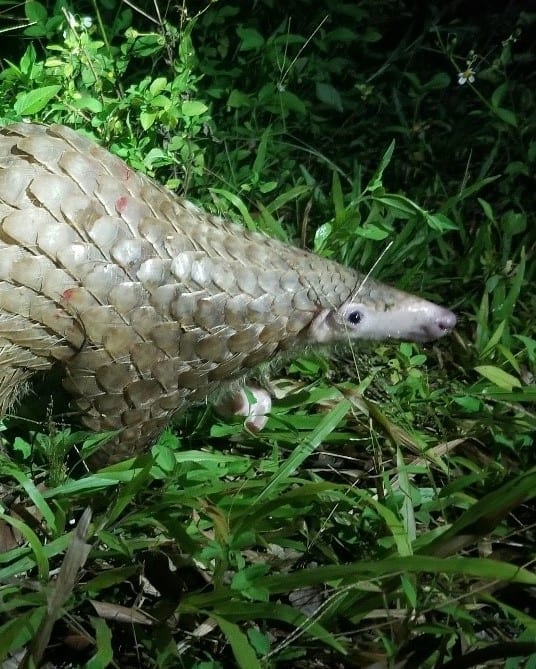 Released Pangolin 