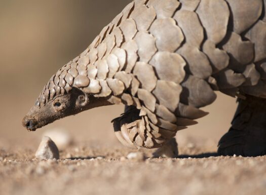 conservation - a close up of a pangolin walking on dirt ground