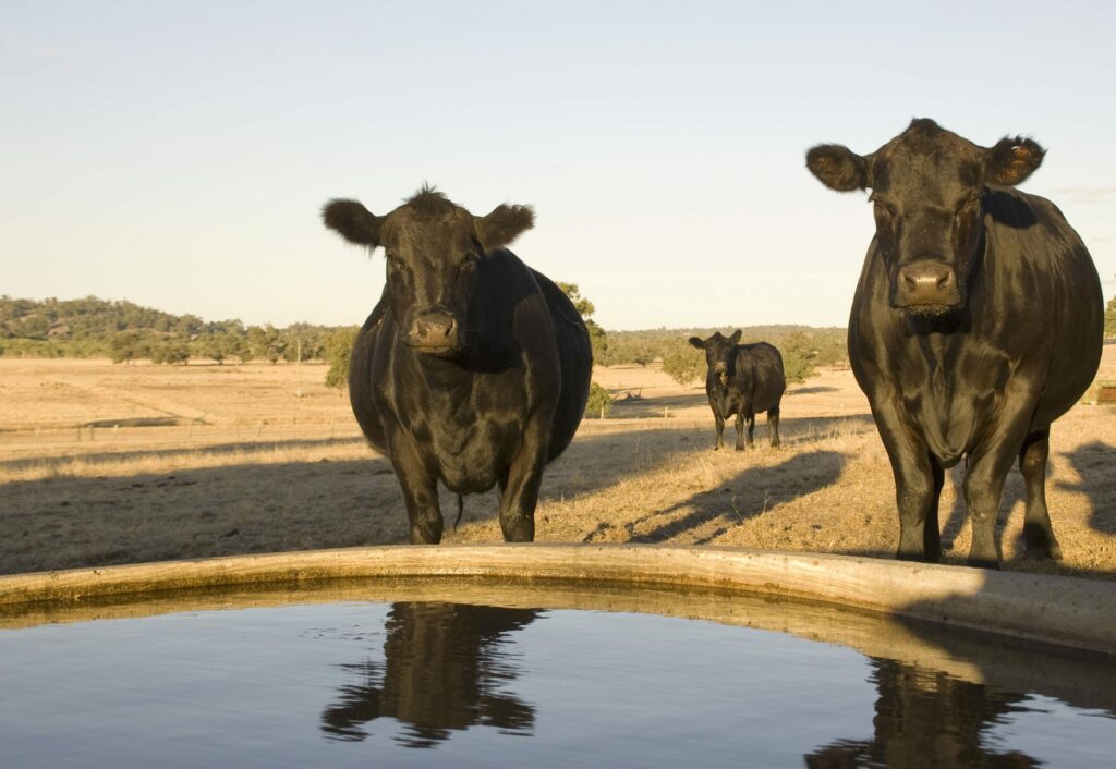 three black agricultural cows standing next to water trough