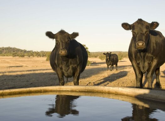 three black cows standing near water trough