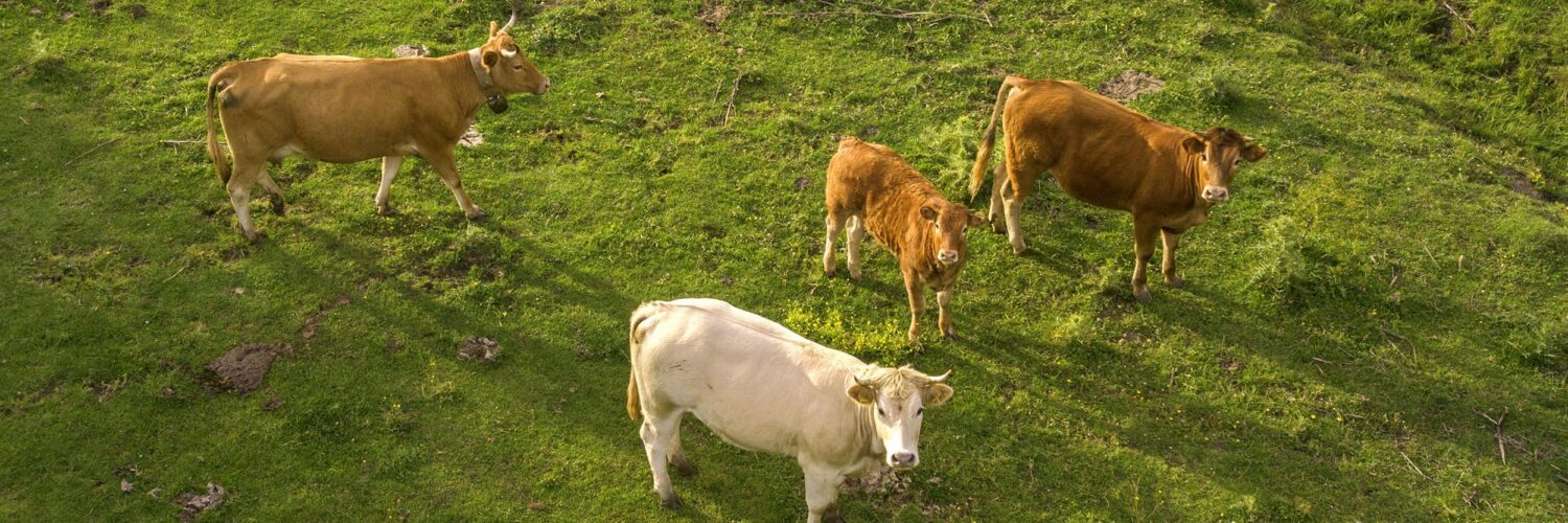 four cows standing on green grass