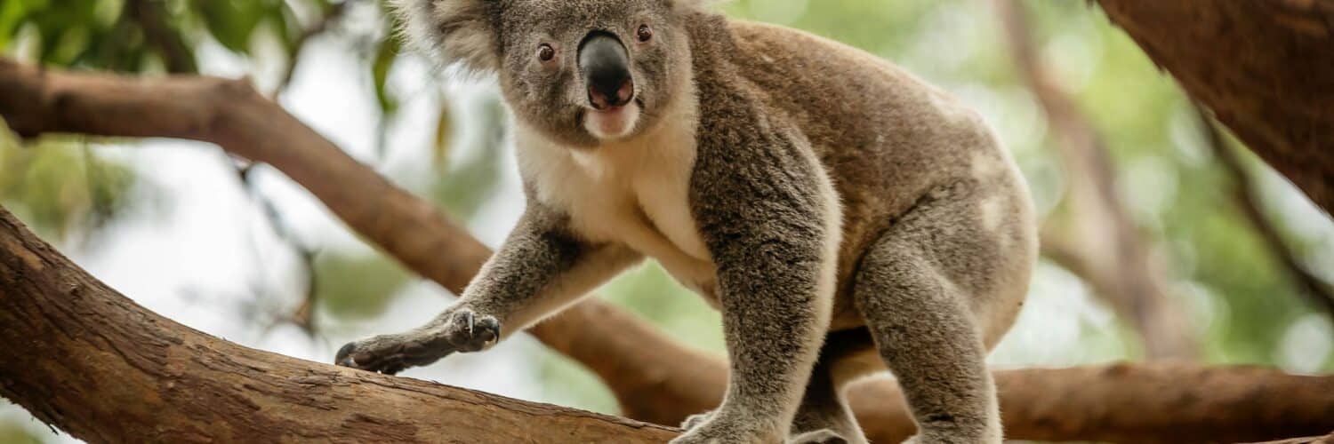 a koala climbing across a branch