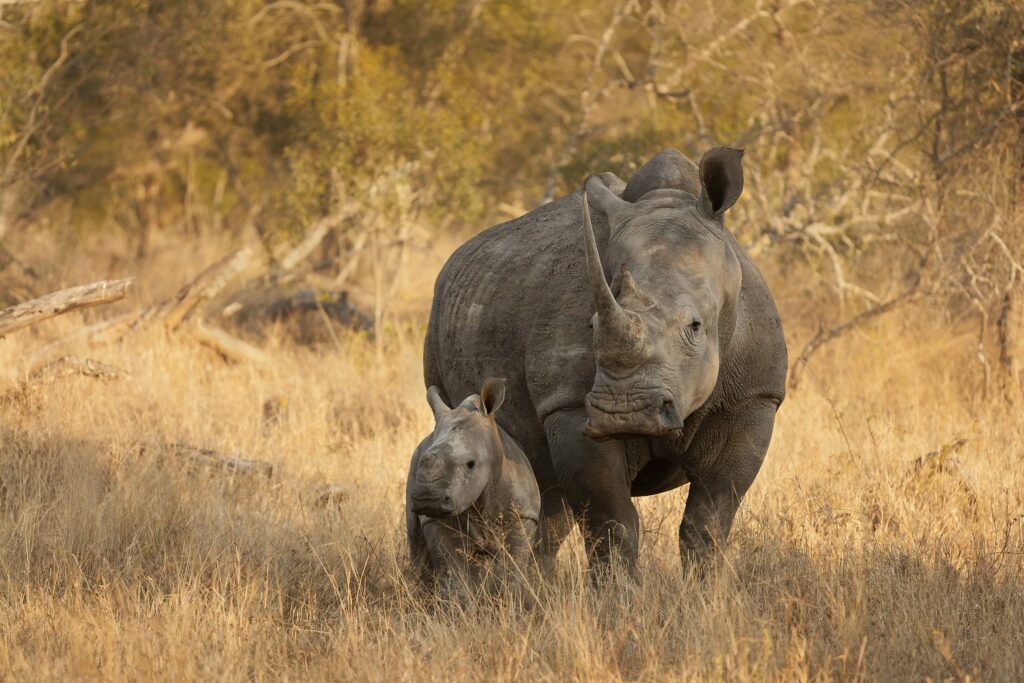 a mother rhino with her calf standing in dry grass