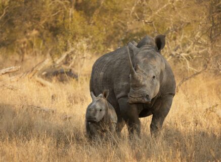 a mother rhino with her calf standing in dry grass