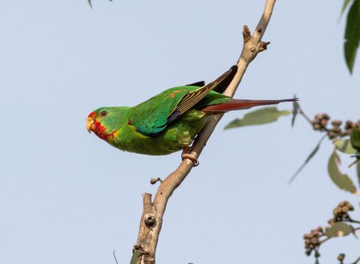 swift parrot perching in tree