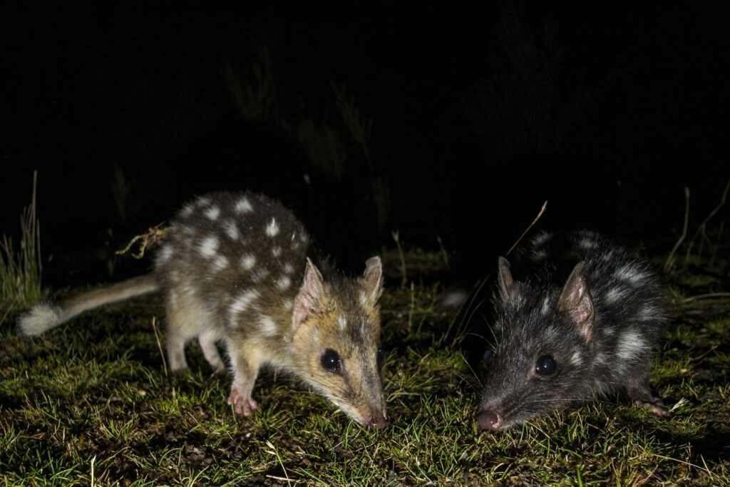 two eastern quolls one grey and one black both with white spots