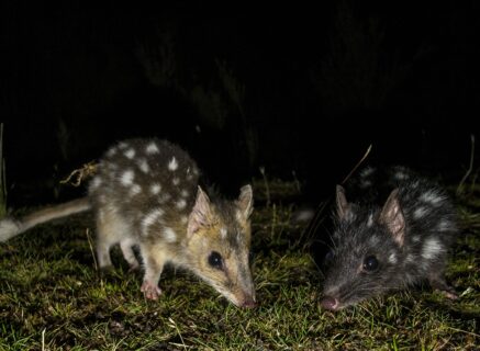 two eastern quolls one grey and one black both with white spots
