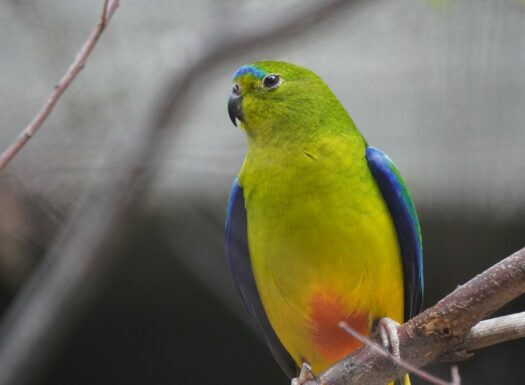 orange-bellied parrot perched on branch
