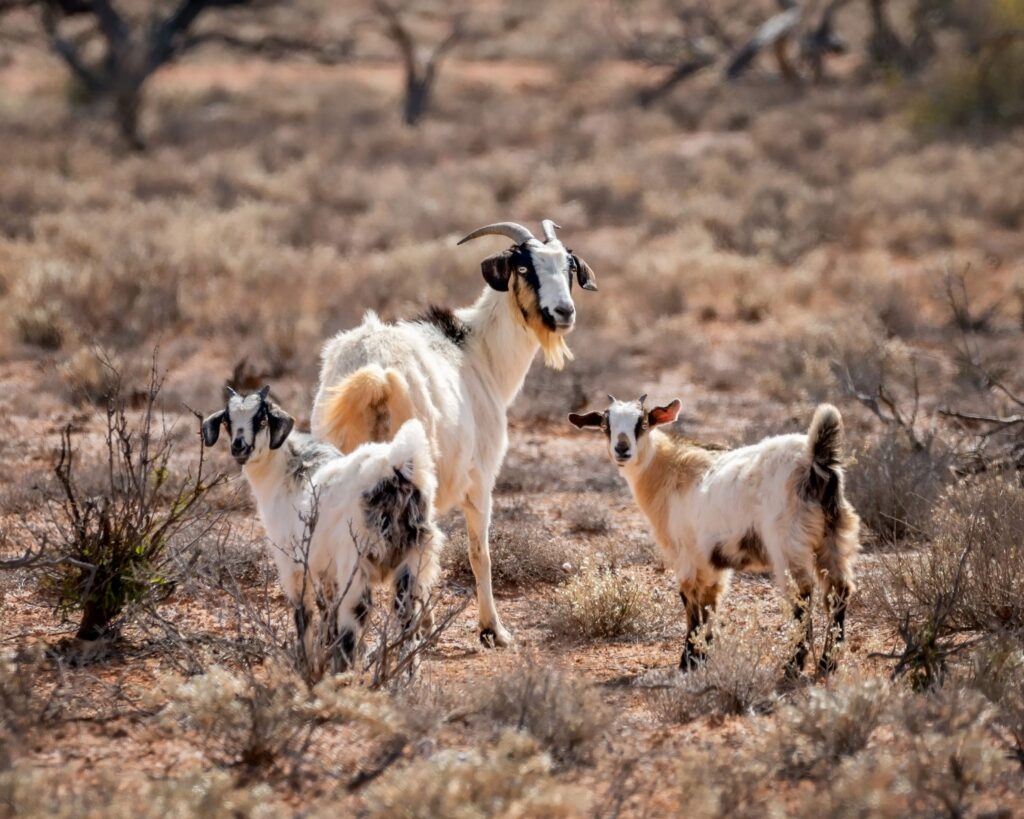 invasive species three goats in shrubland