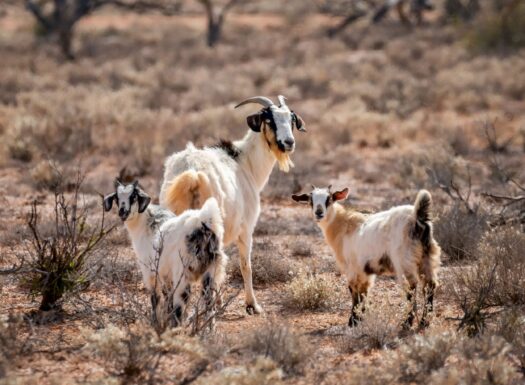 invasive species three goats in shrubland