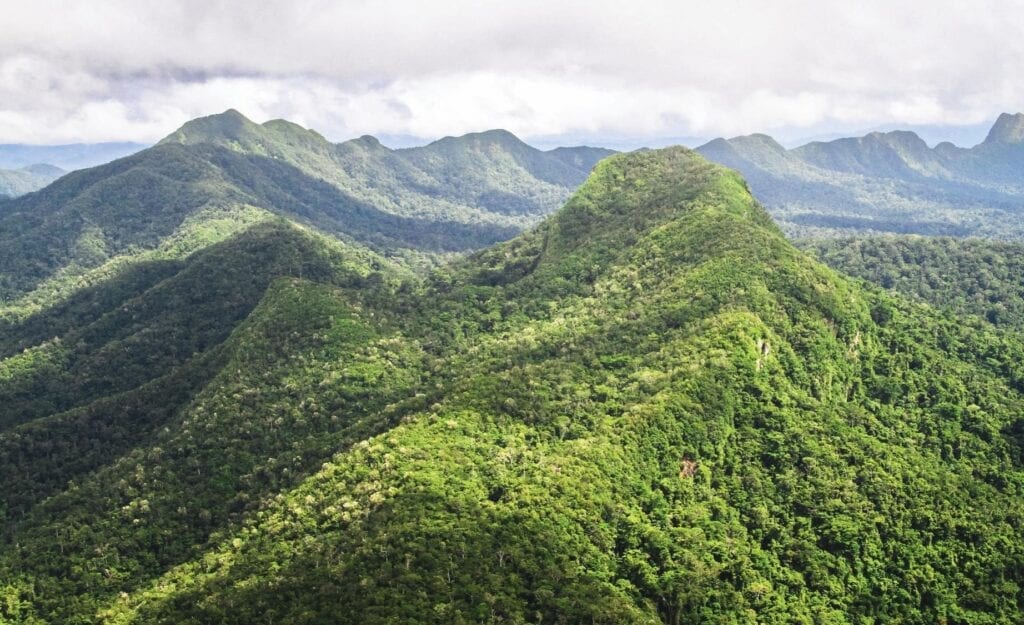 aerial view of mountainous forest