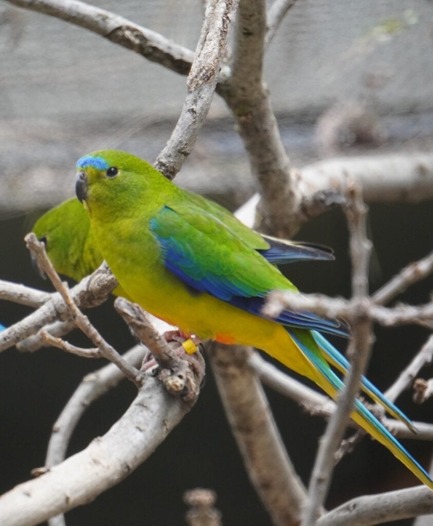 orange-bellied parrots in captivity