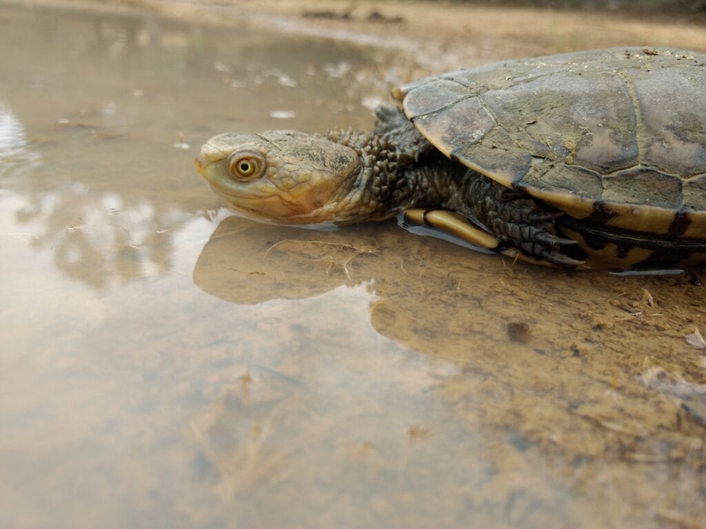 western swamp tortoise close up in shallow water