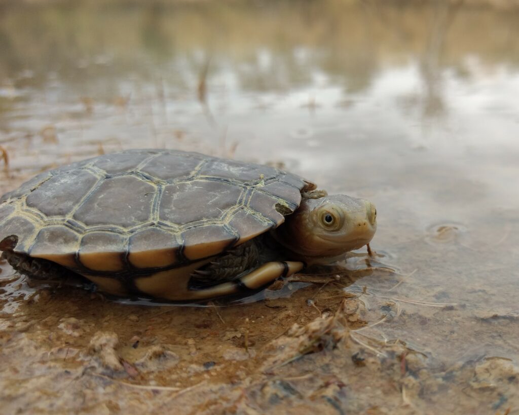 western swamp tortoise looking at camera