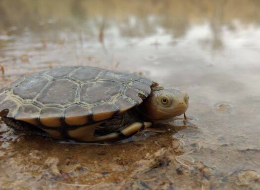 western swamp tortoise looking at camera