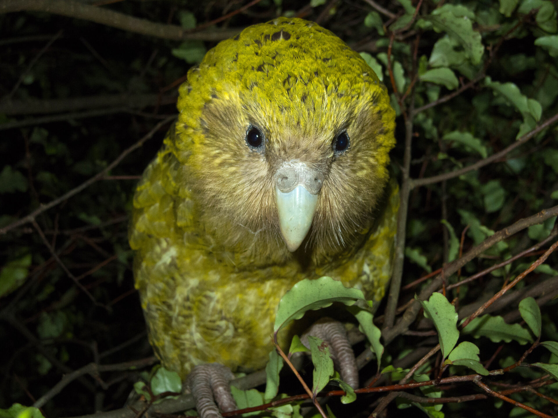 Using drones to transport Kakapo sperm - Conservation Tech