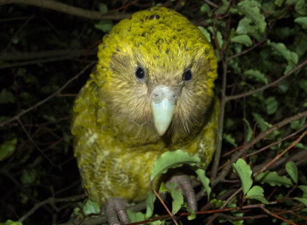 A close up of a kakapo perching on branches