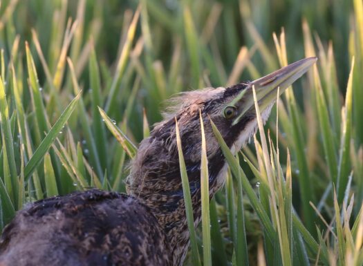 a close up of a australasian bittern emerging from tall wetland reeds
