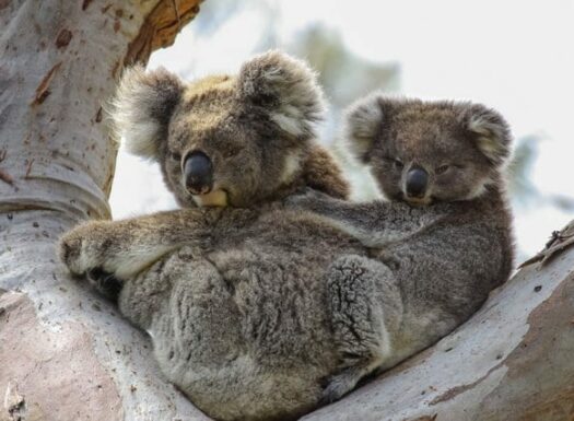 a mother koala with a baby koala on her back as she sits in a tree