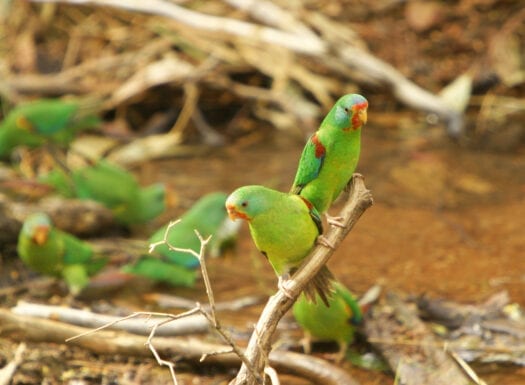 two green swift parrots sitting on a branch with more birds in the background