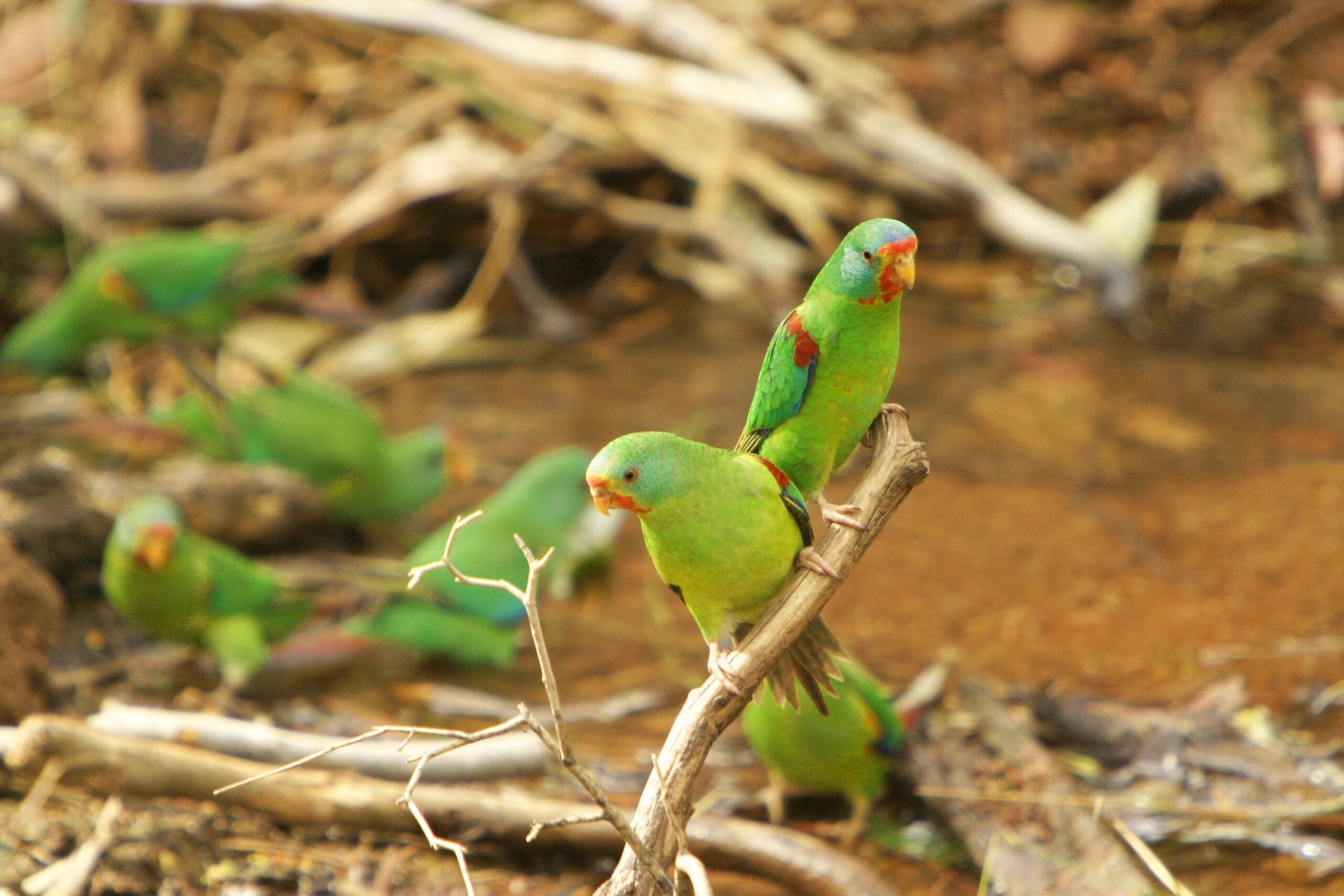 two green swift parrots sitting on a branch with more birds in the background