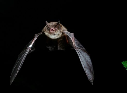 indiana bat in flight