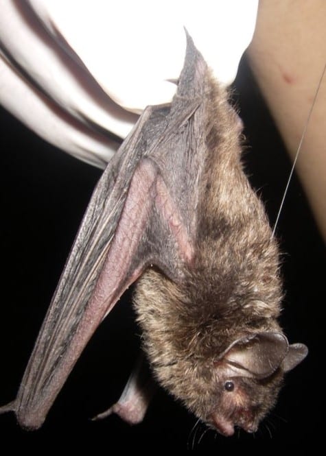 Indiana bat fitted with radio transmitter
