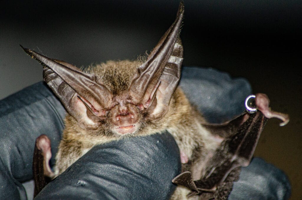Rafinesque's Big Eared bat - a species that Will Seiter works with