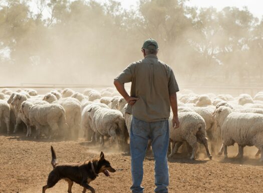 sheep mustering in outback New South Wales, Australia.