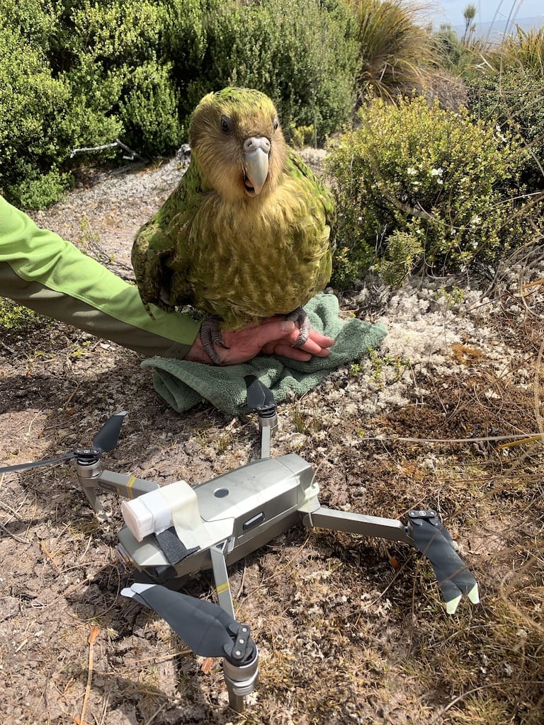 kakapo bird sitting next to the sperm drone