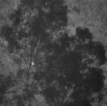 thermal imaging koala sitting in tree
