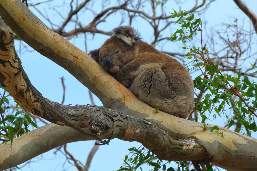 koala in tree by meatle, pixabay