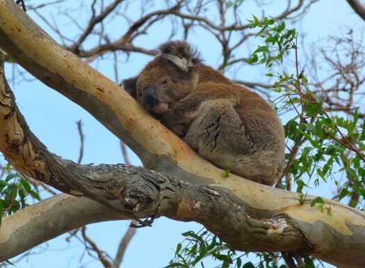 koala in tree by meatle, pixabay