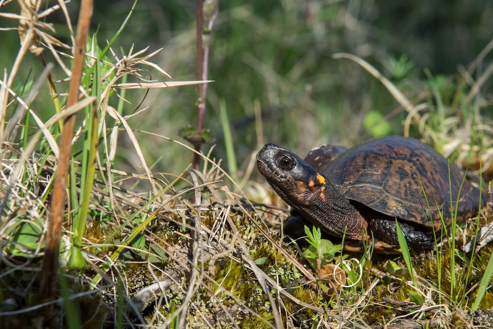 Bog Turtle Wetlands