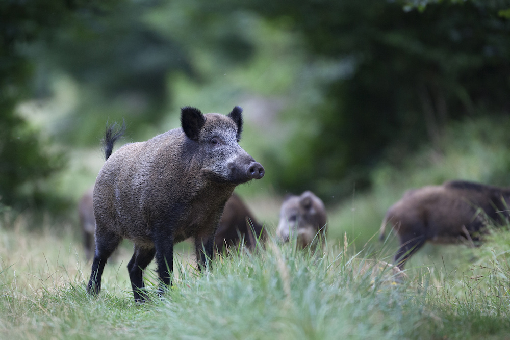 Feral Pigs