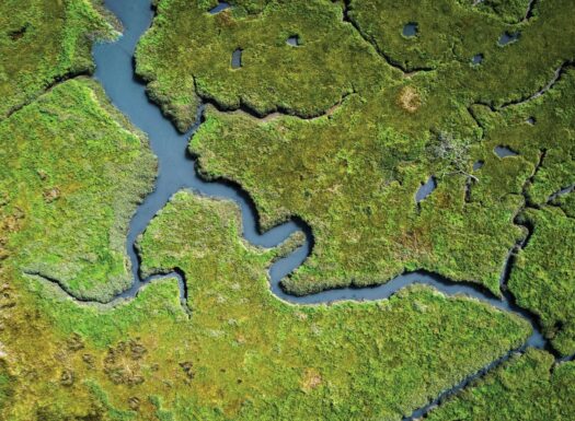 Wetlands areal image