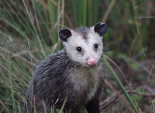 Wildlife Drones Opossum
