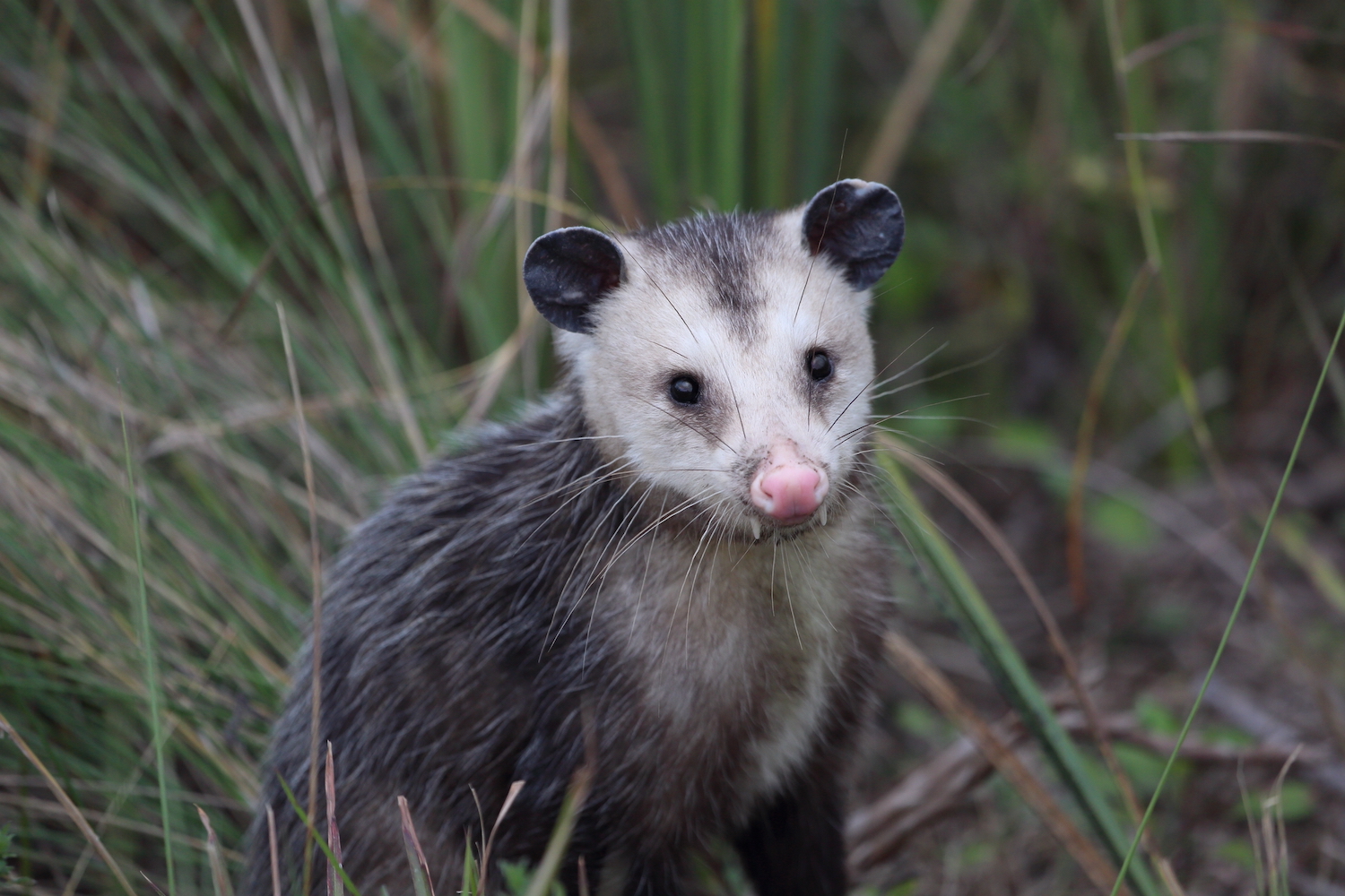 Radio-tracking with USDA - Wildlife Drones