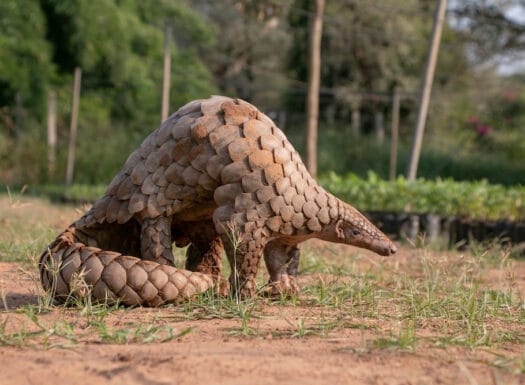 Poaching and illegal wildlife trade Pangolin