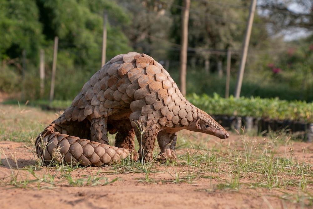 Poaching and illegal wildlife trade Pangolin