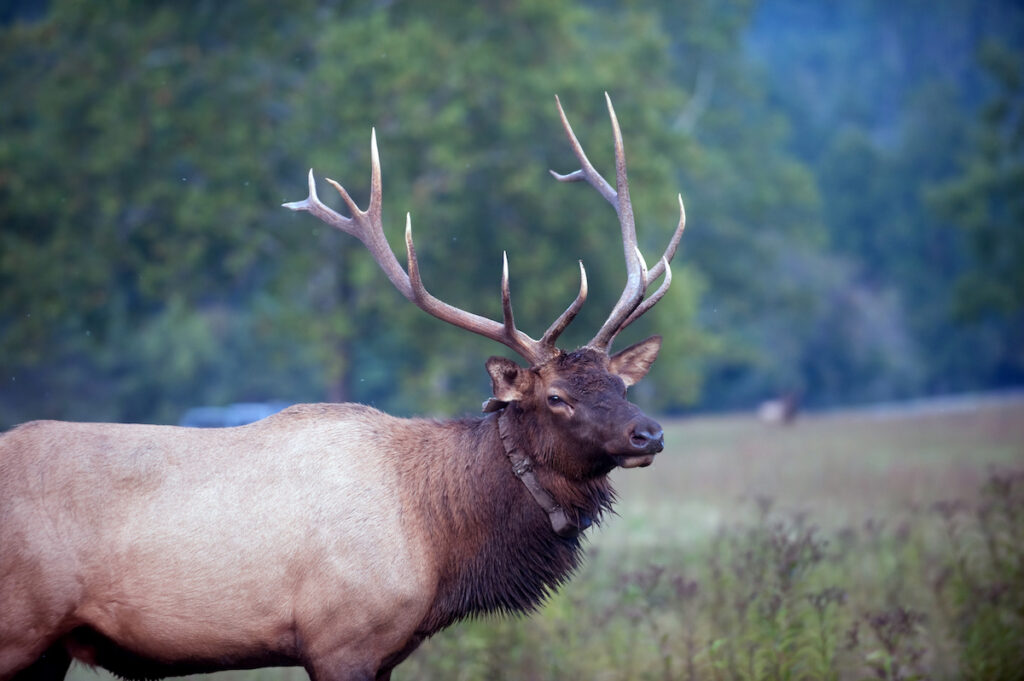 American,Elk,Bull,With,Tracking,Collar,In,A,Meadow,Of