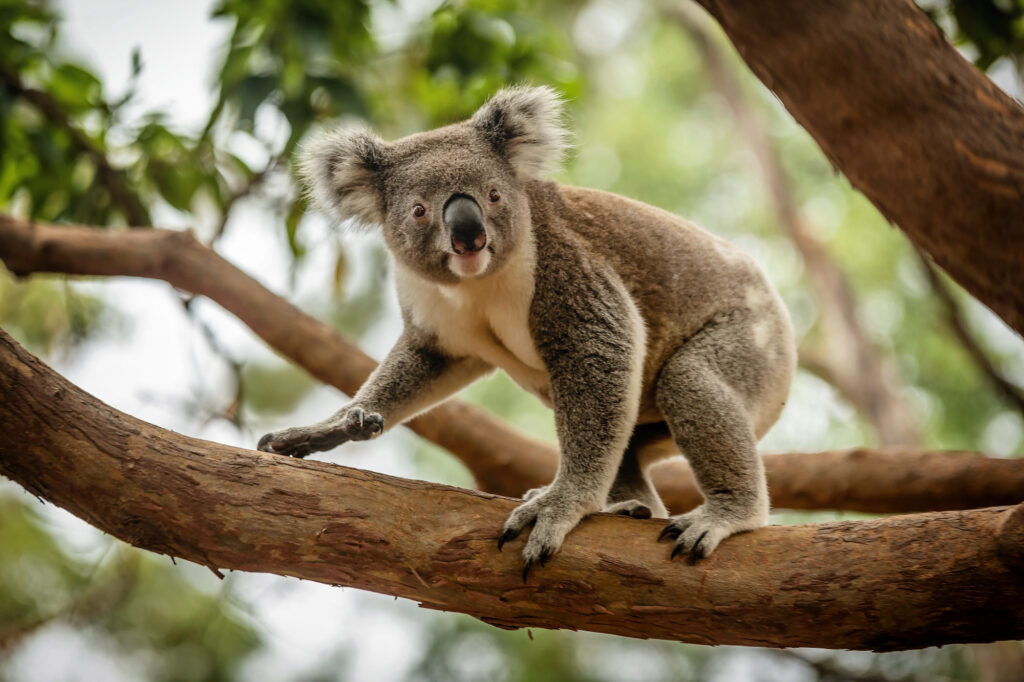 Wildlife Drones Koala on branch