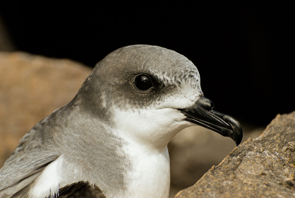 pink footed shearwater bird
