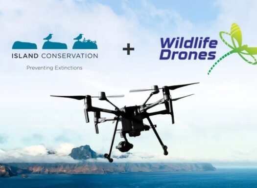 Wildlife Drones Island Conservation
