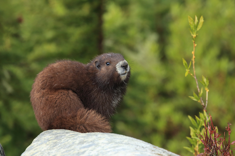 Wildlife Drones Vancouver Island Marmot